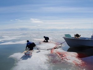 Hunting on the ice